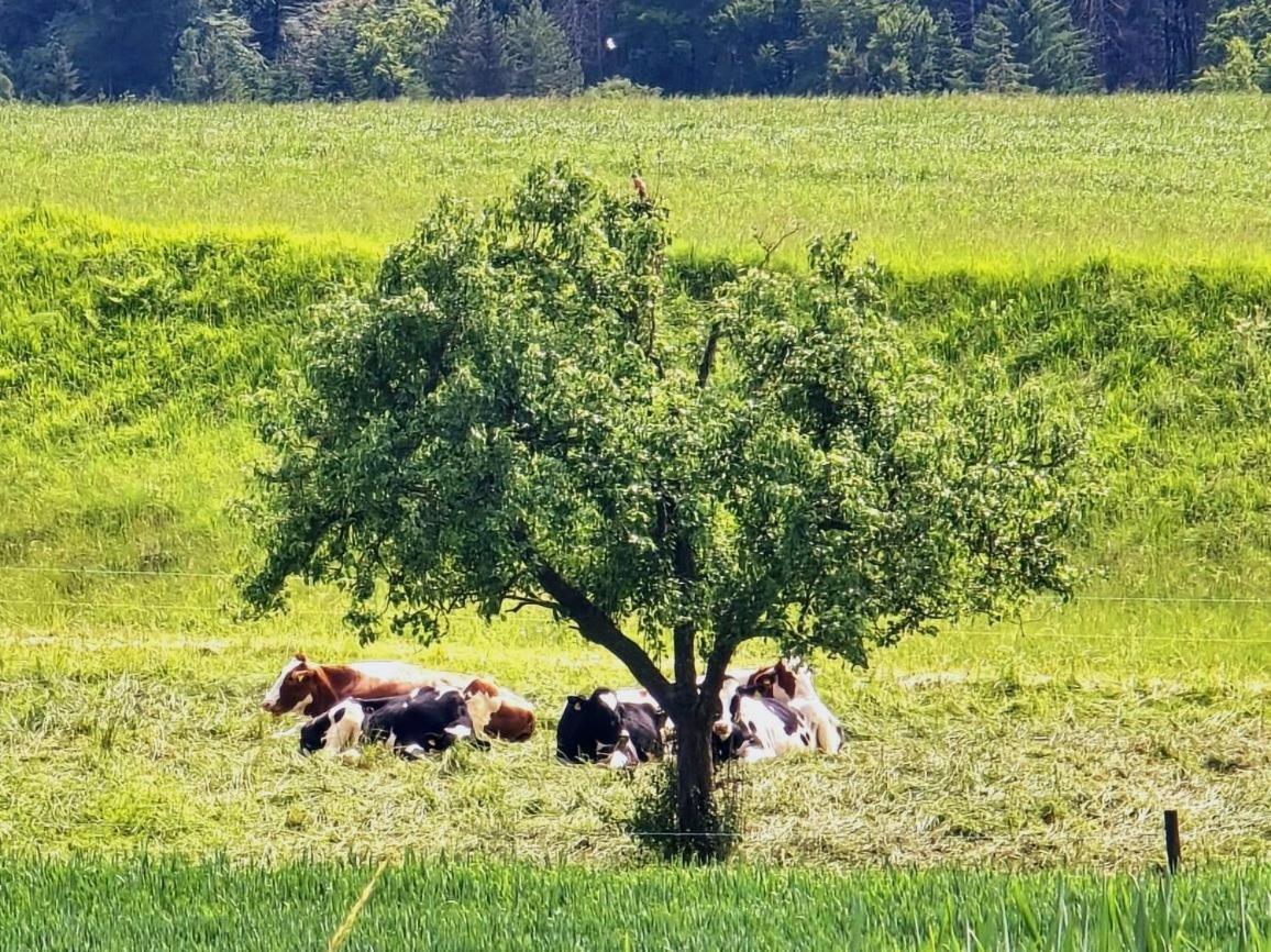 Chalet Happy Cow - Top Lage Naehe Bodensee, Rheinfall, Schaffhausen & Zuerich - Laendliche Idylle Mit Privat-Parkplatz Und Viel Komfort - 120M2 - 3 Stockwerke Villa Ramsen Exterior photo